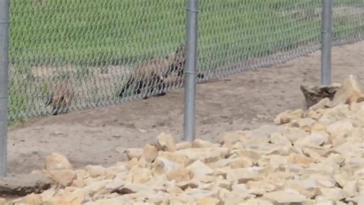 These young red fox pups are enjoying life | Fur Life TV