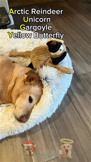 My Dogs Name Using Adopt Me Pets #augy #dogedit #dogshort #cutedog #cute #viral #fyp #trending