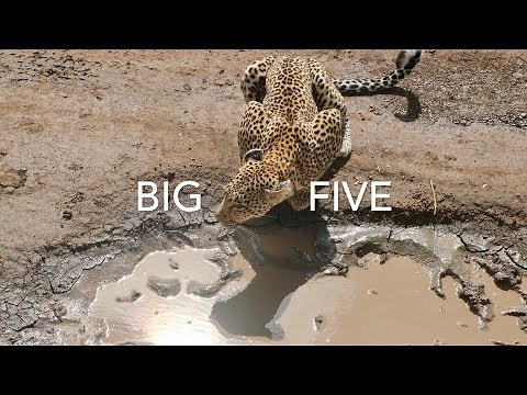 Big Five game animals
