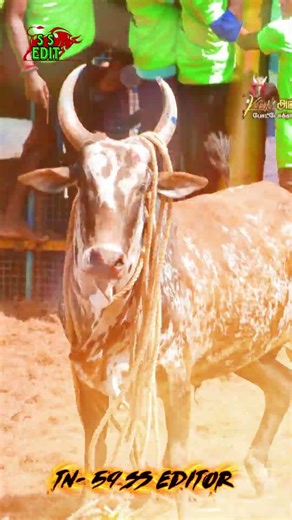 #jallikattu #bull #kalaiye #cow #ssedit #jallikattusong #love #animals tn 59 SS EDITOR