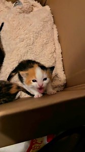 Je donne le biberon au chaton tricolore 👹￼fofolle 👹 ! #chat #chaton #catlover #lesrazpoukets #chattricolore #chatmignon ##chatfou #chatdrole | Mr.Lucky le chat