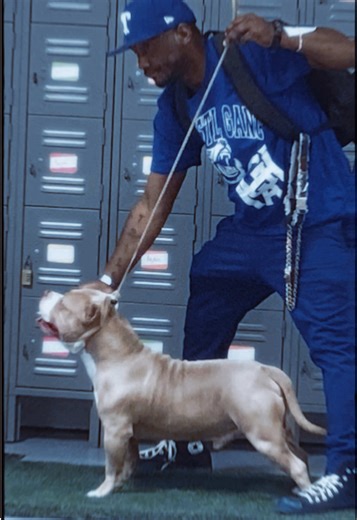 Macho Wins First Place at ABKC March Madness Dog Show