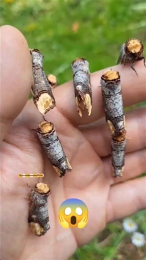 colour change insect|#shorts #insects