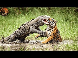 Komodo Dragon – The Brave Hunter of Indonesia's Wild Islands #wildanimals| Claw Wildlife