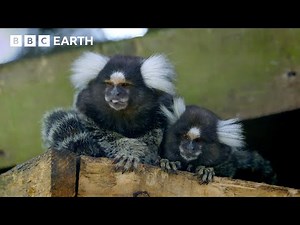 The Effect Of Colour Vision | Colour the Spectrum Of Science | BBC Science