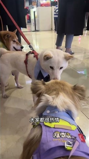 One day I worked as a security guard in Zootopia#The dog#Everything Is Lovely Plan#A must-