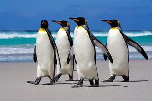 Pingvin (Aptenodytes Forsteri) | Nevjerojatne činjenice | Ekolss - Životinje