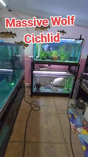 this dovi is massive! #cichlid #fish | Ohio Fish Rescue