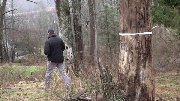 Tree trimmers busy in Wayne County