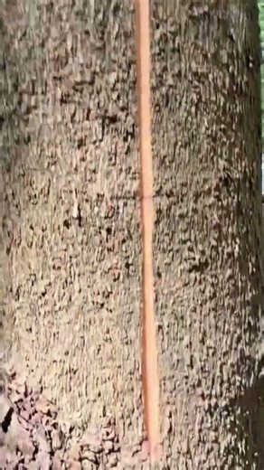 scraping rubber tree latex by cutting a thin layer of bark using a curved knife in a plantation