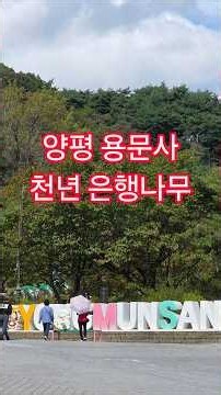 양평 용문사 천년 은행나무 단풍