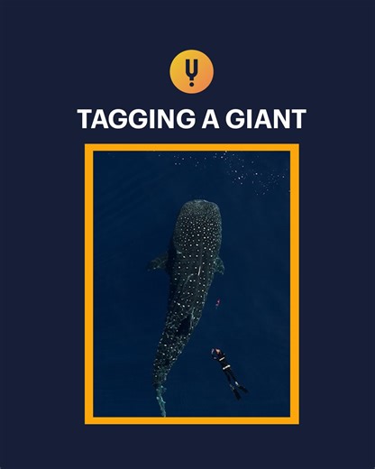 How do you tag the largest fish on Earth… without harming it? Free divers in The Island of Giants attempt exactly that — testing a new clamp camera system on whale sharks off the Azores. But this “gentle giant” is still a 20-ton moving fortress. With skin too thick for darts, divers must carefully approach vulnerable areas near the fins and gills — all while avoiding a powerful defensive reaction. One wrong move could mean serious injury. It’s science, risk, and precision in one breathtaking mis