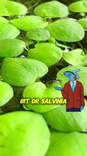 This 20 Gallon Jungle Tank Fixes Everything 🌿