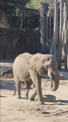 Standing at 11 ft tall & weighing 5 tons, Tendaji is the largest bull elephant at the Dallas Zoo