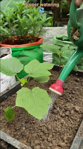 🌱 🔥 100% Organic Okra Growing Tips in a Fruit Plastic Crate #shorts #organicgardening #okra #plants
