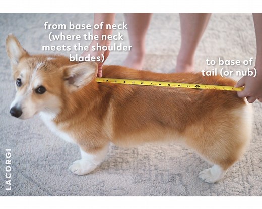 People always say Geordi is the longest/biggest corgi they've ever seen, so we decided to measure him! He is exactly 16" and weighs 23 lb - have you tried measuring your corgs? How to measure your corgi: 1. Have your dog stand straight 2. Measure from where the base of the neck meets the shoulder blades (NOT from collar) to the base of tail or nub | Geordi La Corgi