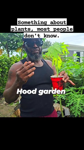 1.1K reactions · 84 shares | #gardening #facebookpost #fruits #poppaya #plantbased #plantsmakepeoplehappy #farmlife Plants and gardening Gardening with GOO Facebook Plants vs. Zombies Michael Baker Gardenscapes Plant the Land Garden Answer | Michael Baker | Facebook