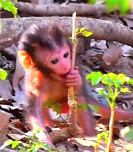 Cute monkeys try to walk well #cutemonkey | Cute Monkey