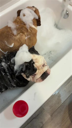 barkelythefamousbulldog (@barkelythefamousbulldog)’s videos with Taking A Bath (Splish Splash) - Mista Trick & Spencer Ramsay