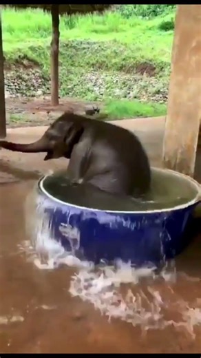 Just a baby elephant having a bath. Enjoy 😍