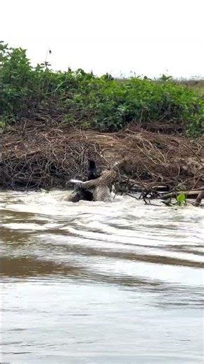 🐆 Jaguar Ambushes a Caiman in a Brutal Riverbank Attack! 😱🐊
