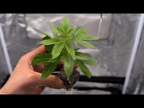 Cannabis Cloning for Beginners | Step-by-Step + Transplanting