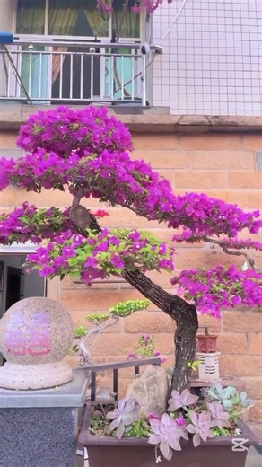 5 Bonsai Styles in 37 Seconds