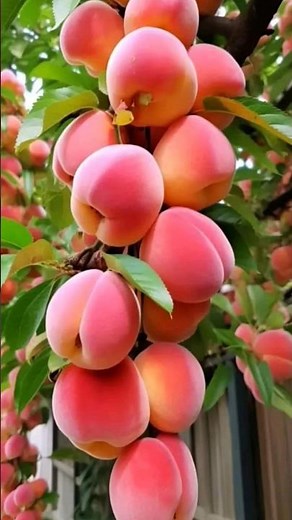 Peach Fruit Planting Process | Step by Step #garden #fruits #nature