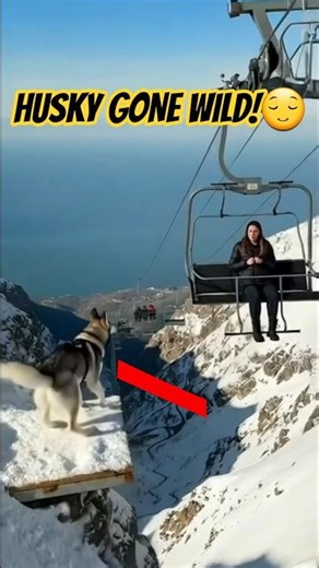 Husky Dog Steals Bag From Girl & Triggers Massive Mountain Blast 😱🐕💥