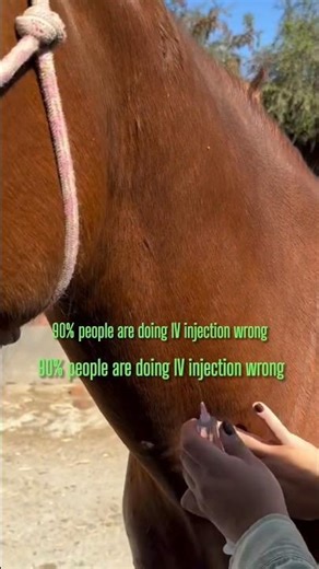 IV Injection in hors Step by Step 🐴 | Vet Guide #shorts
