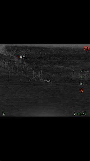 Antoine chasse/hunt on Instagram: "Belle observation de ce renard mâle, sur la piste d'une femelle vu quelques minutes avant ( et que l'on aperçoit un peu plus loin ) 😍. Filmé avec le clip-on Viper de chez @nitehog ❤️ un vrai plaisir d'utiliser ce matériel. #chasse #chasseur #renard #nitehog #foryou"