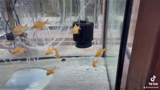 "Dive into the world of the Odessa Barb (Pethia padamya)!  These...