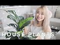 Best Indoor Plants | Cute House Plants That Clean The Air 🌿