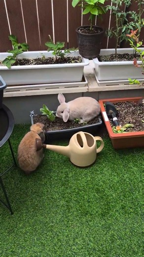 테라스로 나온 토끼들🤭#홀랜드롭이어 #롭이어토끼 #반려토끼 #bunny #rabbit #funny #shorts #animals #cute #lovely