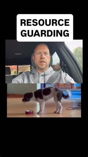 3.1K views · 27 reactions | BODY LANGUAGE 101 This is why dogs bite people, they try to take something away from them when it’s in their “cone”. It’s good to understand this position and the dog’s energy. The positive side is explained in the video when the dog wants to play and how they use the “drop” of a toy to initiate play with another dog. Please share this so other dogs know about it. | Vermont Dog Trainer | Facebook