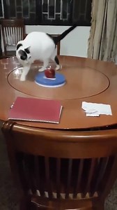 6K views · 101 reactions | Tapis de course pour petit félin ! :D | J'ai plus de croquettes | Facebook