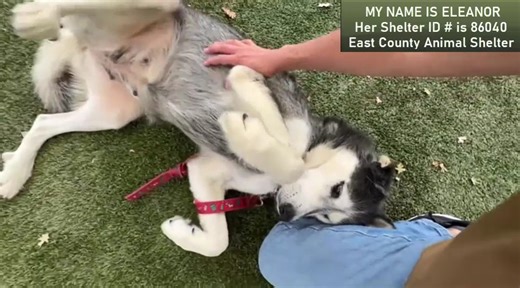 MY NAME IS ELEANOR Her Shelter ID # is 86040 East County Animal Shelter 🐶 Eleanor is a female Siberian Husky mix available for adoption at the East County Animal Shelter. She is approximately 6 years old and currently weighs 58 pounds. Eleanor was brought to the shelter on May 12, 2025, after being found in Dublin. Just a few days after arriving, she gave birth to six adorable puppies. Her puppies are now weaned and ready to find homes, and so is she! Eleanor has been vaccinated and will be spa