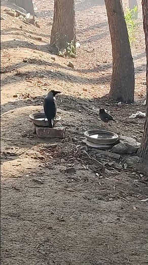 Water Is Life for Every Living Being 💧🌱 | Importance of Water for Life