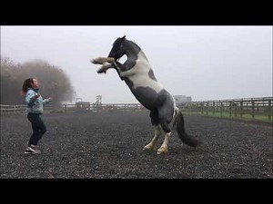 Horse rearing on commnad