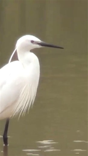 Chinese egret