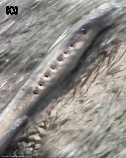 Ancient blood suckers spotted in Margaret River 🪱🪱🪱 Pouched lampreys have been seen migrating through waterways in WA's South West. The ancient eel-like creatures have been delighting residents who have not seen the fish for years. Tour guide Sean Blocksidge captured footage at the weekend of pouched lampreys swimming against the current of the Margaret River, about 270 kilometres south of Perth, on a mission to lay eggs upstream. He said lampreys were once a common sight in the region's rive