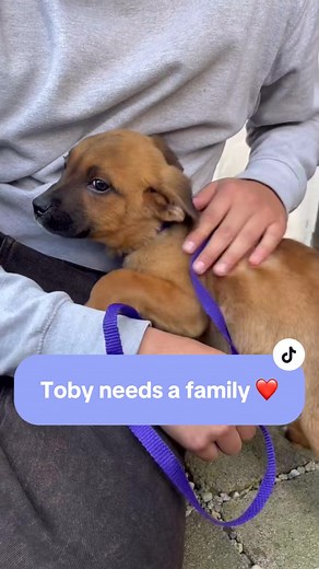 Toby is 3 months old and was saved from Devore animal shelter. He looks like a pittie, boxer, shepherd mix and he's looking for a home! ❤️ #puppy #losangeles #california #newpuppy