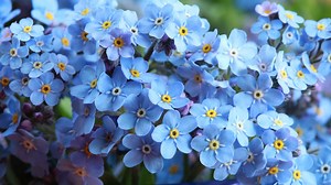 Discover 9 Amazing Blue Spring Flowers