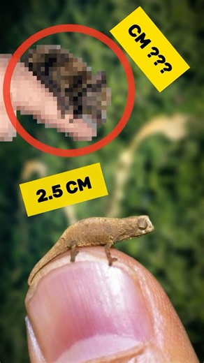 The Smallest Reptile and Mammal in the World