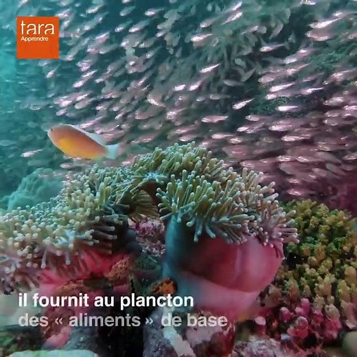 TarAprendre : Qu’est ce que l’upwelling ? 🤔