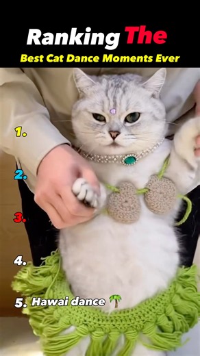 Ranking The Best Cat Dance Moments Ever 😹💃🐱 | PawRank