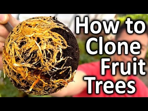 Air Layering an AIR LAYER | How to CLONE Your Favorite FRUIT TREES