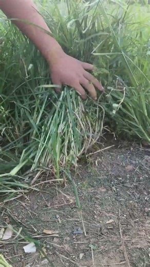 Spring's Arrival: Time to Mow and Feed the Cattle