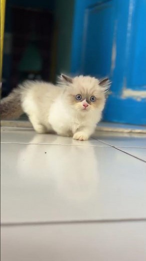 walking baby munchkin ragdollcat #cat #fyp #fypageシ #viral #viralreelschallenge #cats #viralvideo