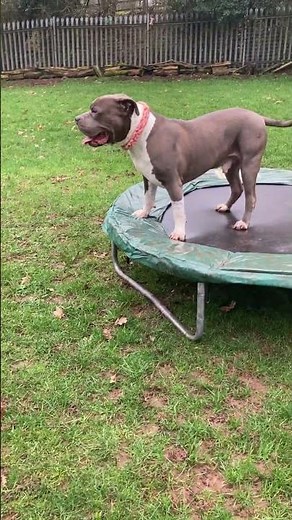 XL Bully Kenzo with GSD Tinkerbell.@DogtrainersUK